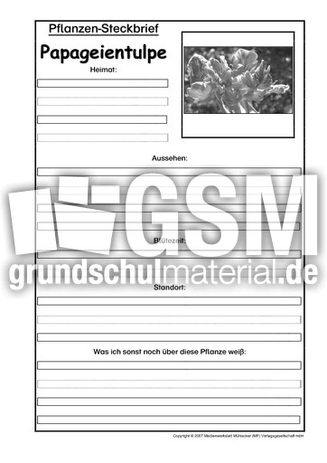 Pflanzensteckbrief-Papageientulpe-SW.pdf